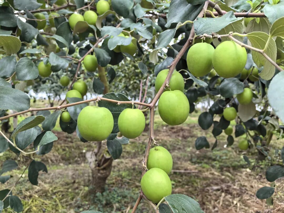 冬日青枣俏枝头顿岗枣农迎丰收