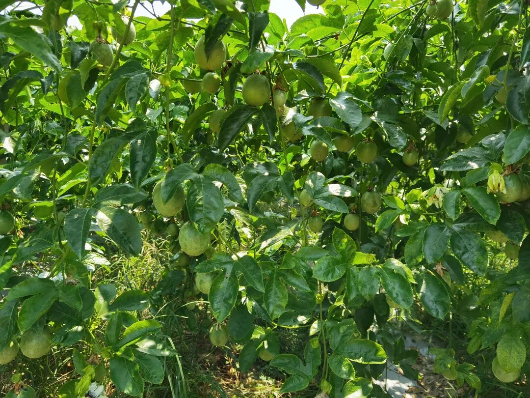 澄江镇千亩有机百香果即将上市
