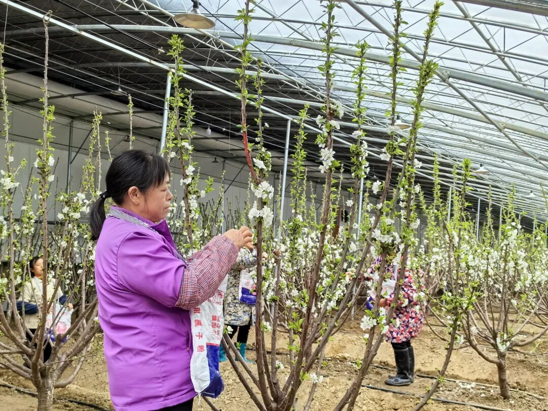 樱桃生南国繁花迎早春