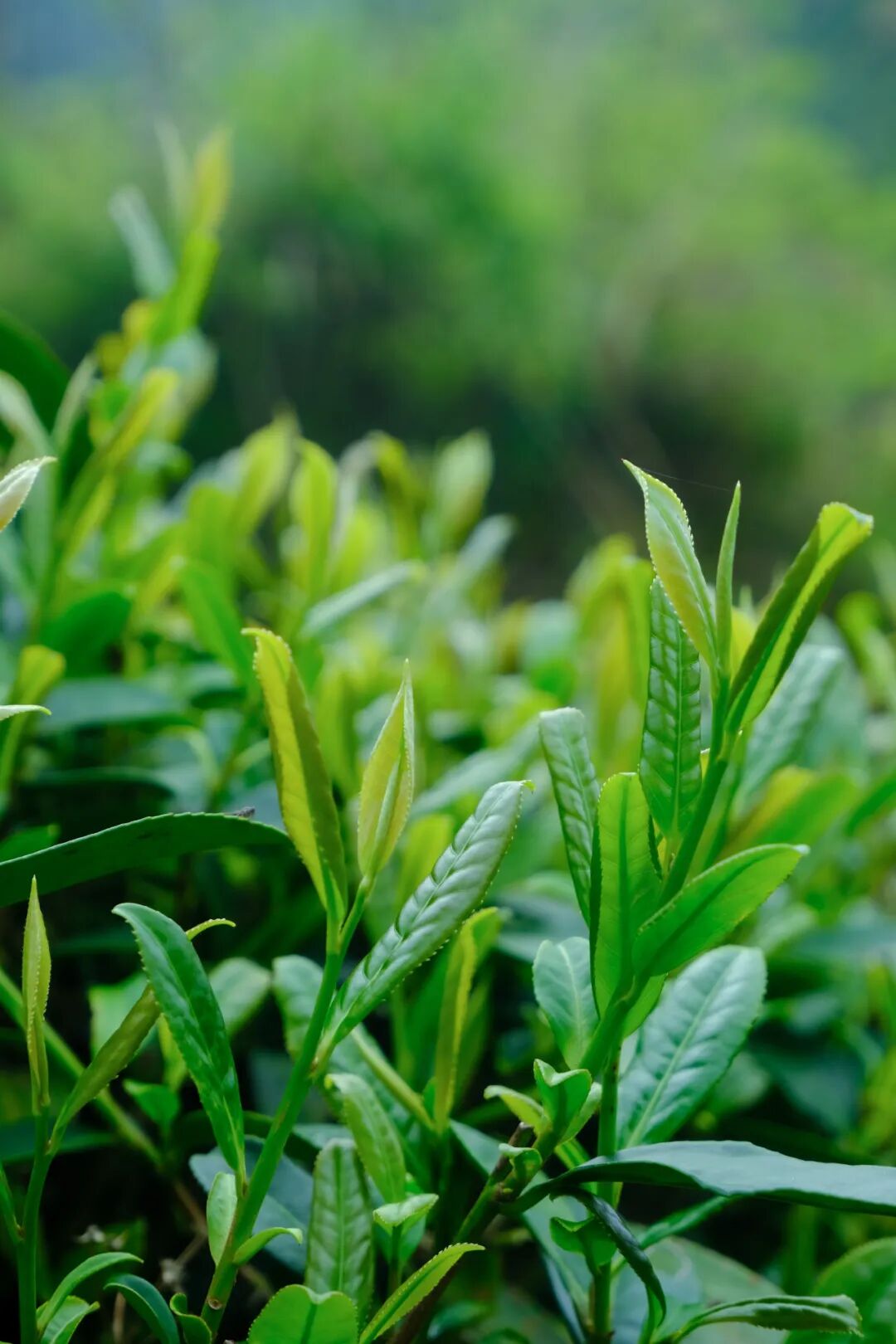 茶山奏春曲茶农忙采明前茶