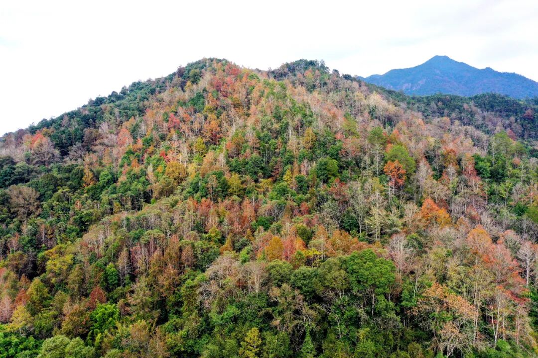 始兴车八岭峰峦如聚红叶黄花秋意晚