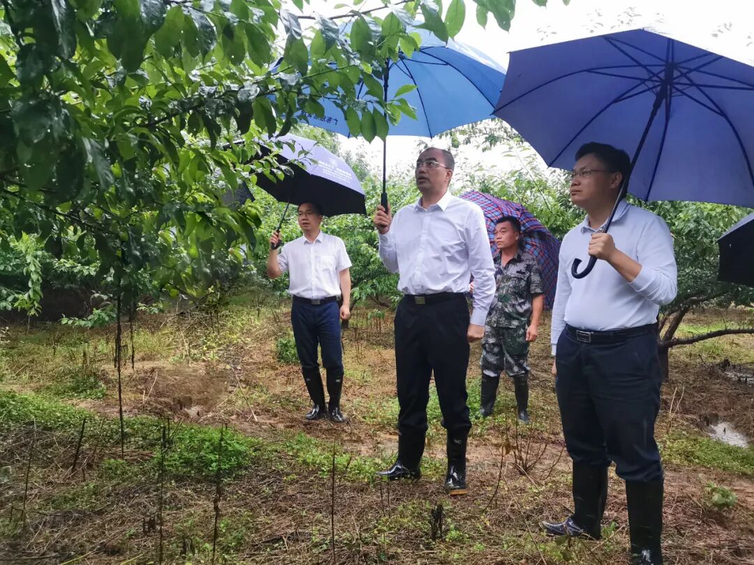 市领导杨安队蒋文泓到我县调度指挥防汛救灾工作