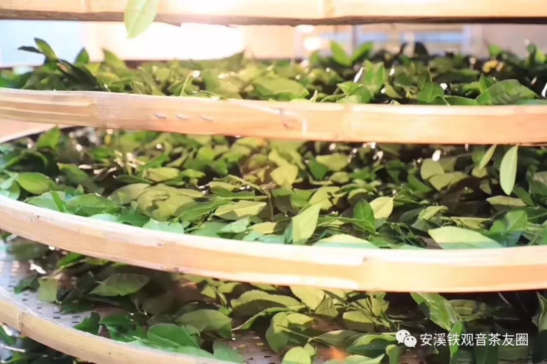 每天一杯铁观音，降低胆固醇