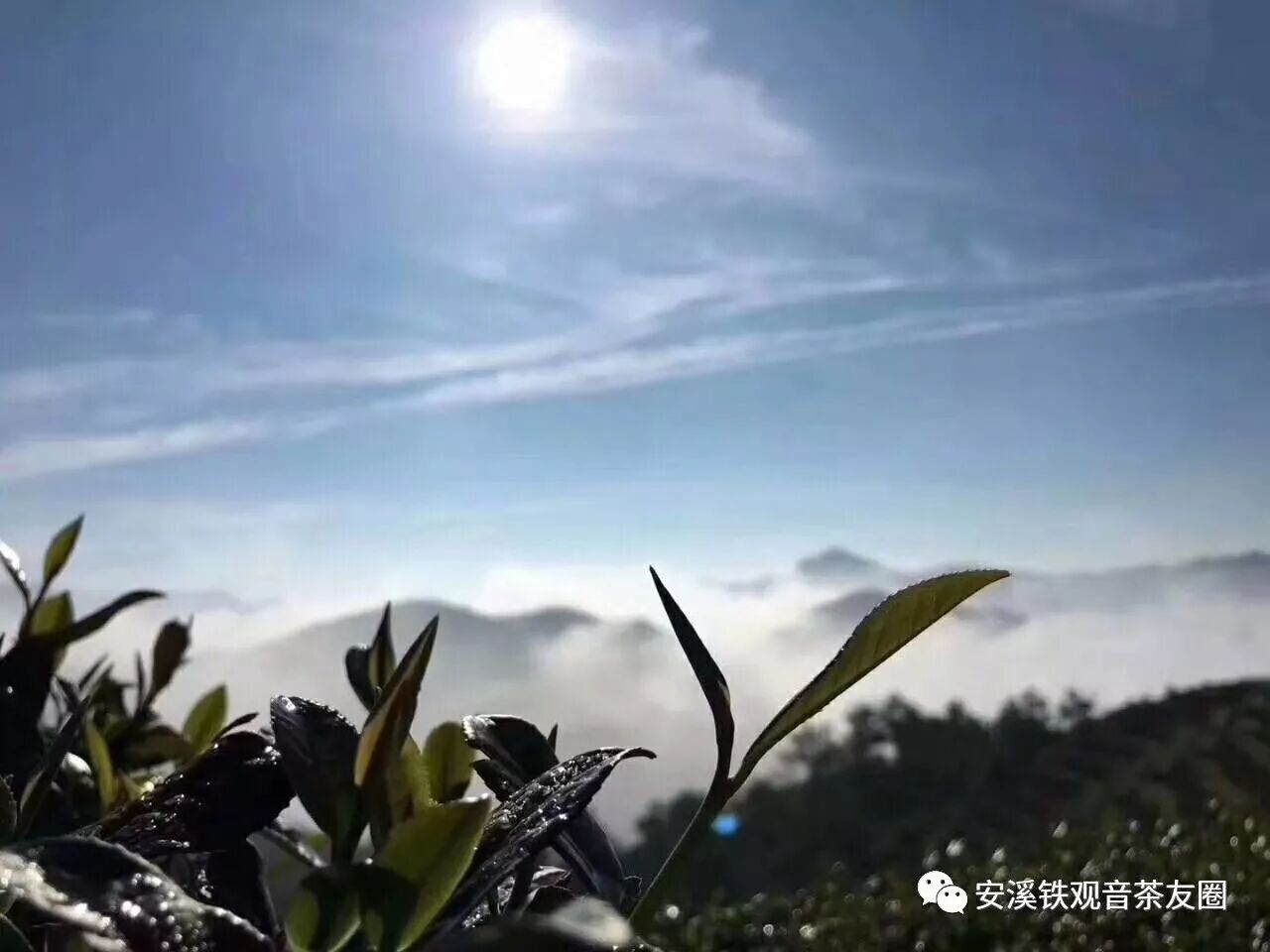 如何辨别铁观音，金观音，黄金桂？