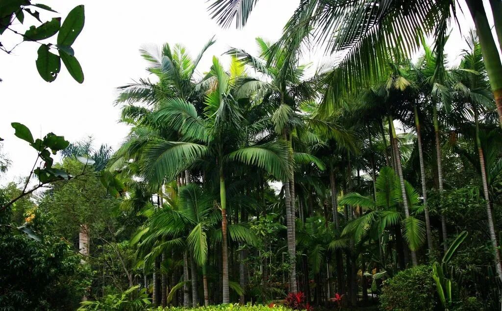 巴西气候分布特点_巴西气候分布_巴西气候类型分布图