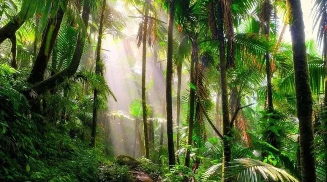 巴西气候分布_巴西气候分布特点_巴西气候类型分布图