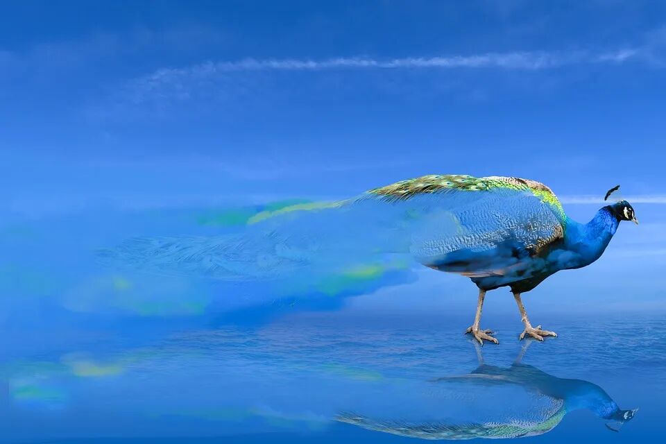 图片