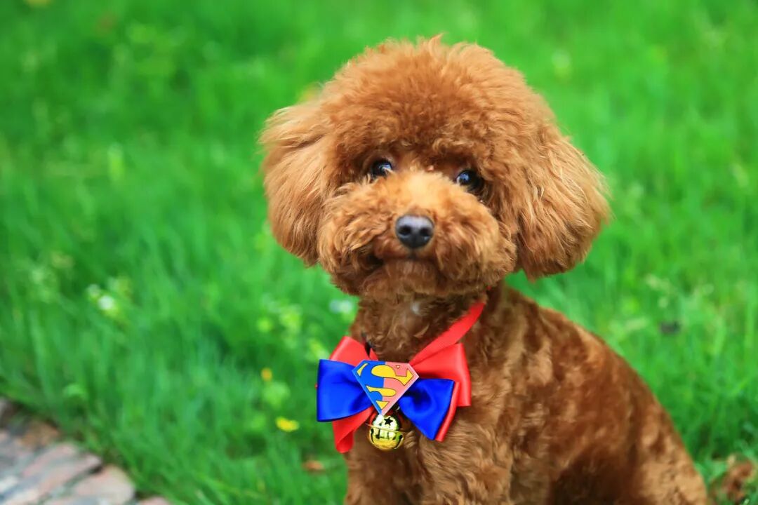 我们家的狗三岁大 别人家送来的 来的第一天就抱着我的腿做猥琐动作 全网搜