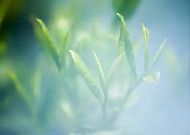 茶有千种，人也有千种