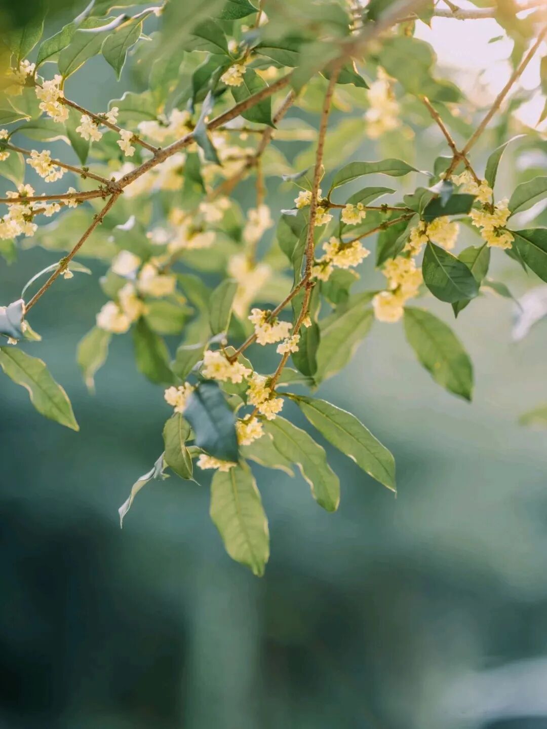 “嗯～pong香！”🤩重庆桂花：我想开了！