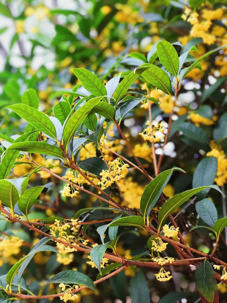 “嗯～pong香！”🤩重庆桂花：我想开了！