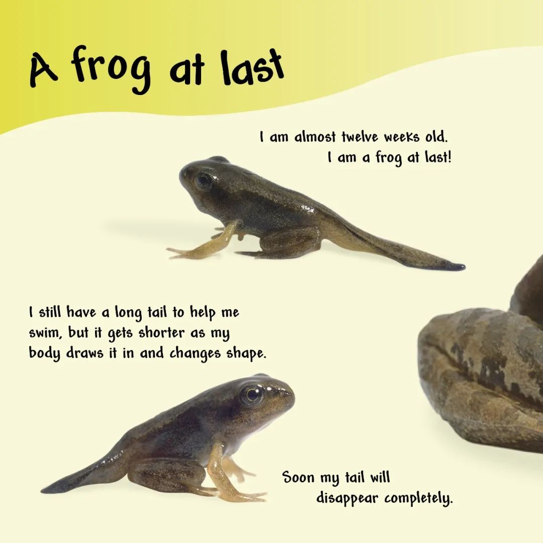 Attracting Frogs to Your House: A Comprehensive Guide