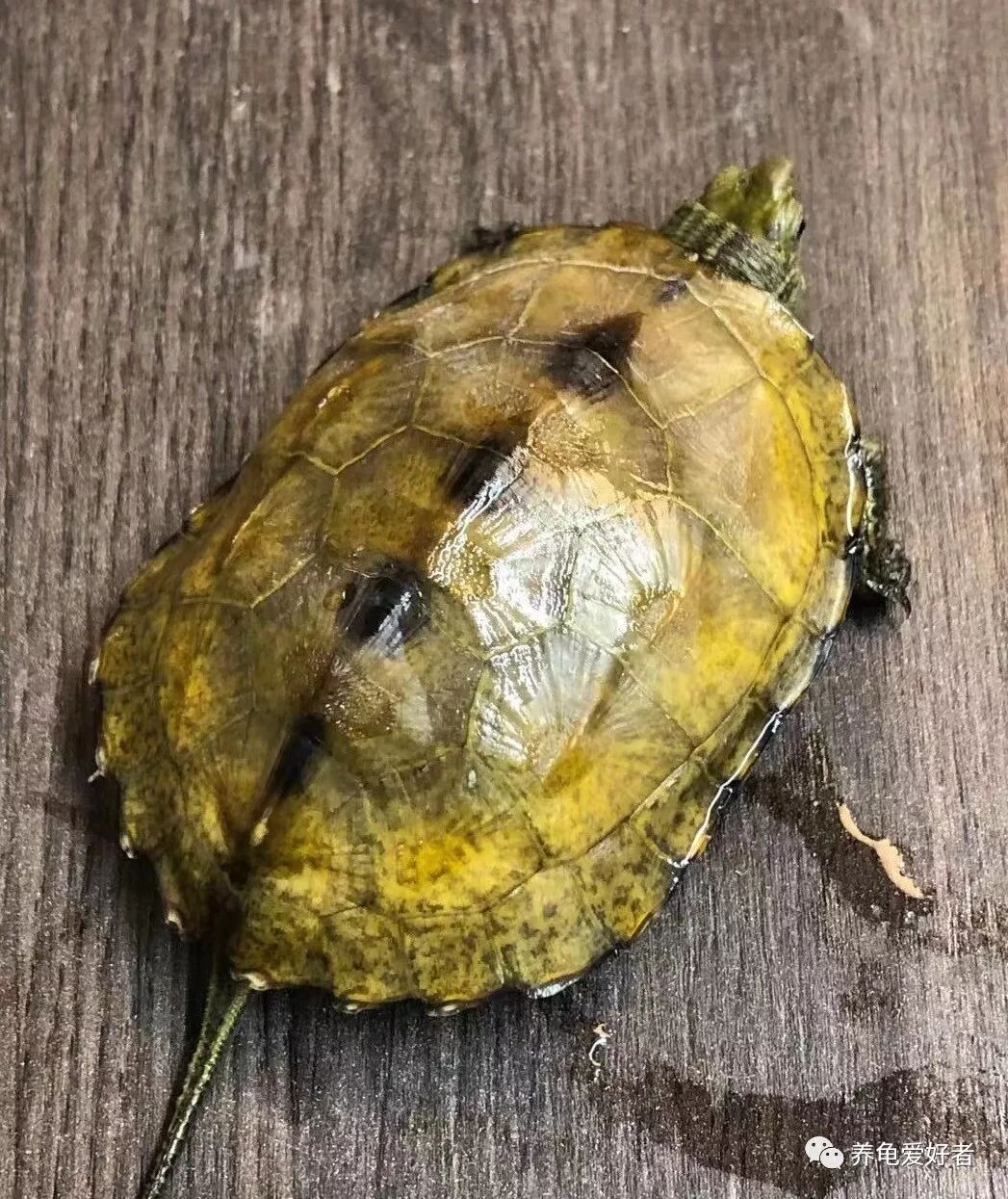 多大龟火焰能长大_火焰龟多大算幼龟_火焰龟能长多大