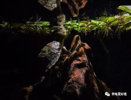 火焰龟能长多大_火焰龟多大算幼龟_多大龟火焰能长大