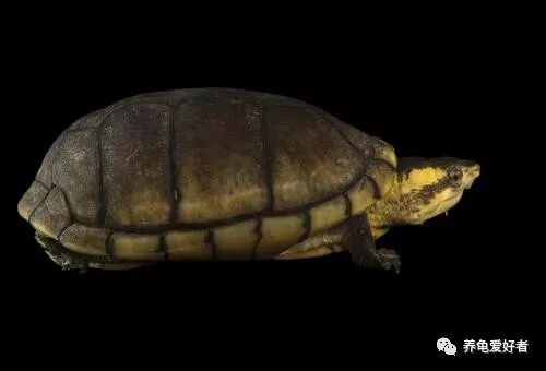 火焰龟多大算幼龟_火焰龟能长多大_多大龟火焰能长大