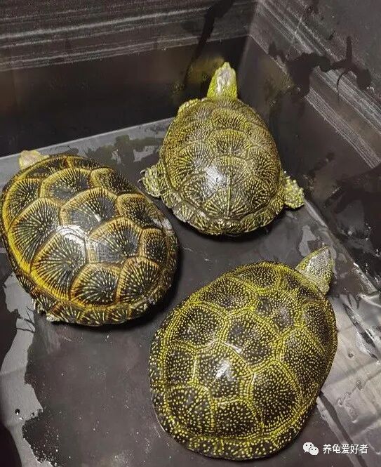 多大龟火焰能长大_火焰龟多大算幼龟_火焰龟能长多大