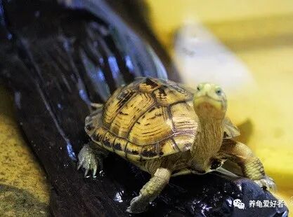 多大龟火焰能长大_火焰龟多大算幼龟_火焰龟能长多大