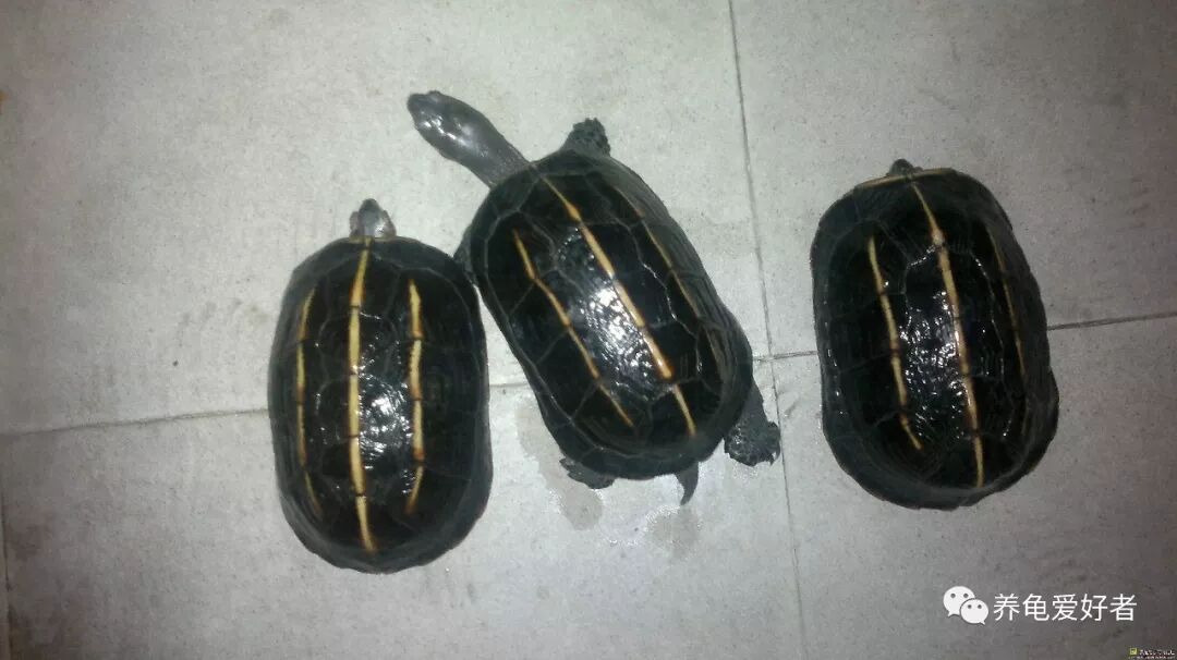 三龙骨龟:上古仙龟,风水,收藏的上品哦!_宠物百科_星娱园