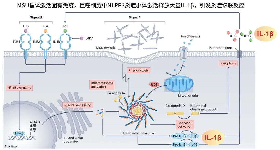 对心血管友好的“痛风创新药”：卡那单抗是什么？疗效如何？一文读懂(图2)