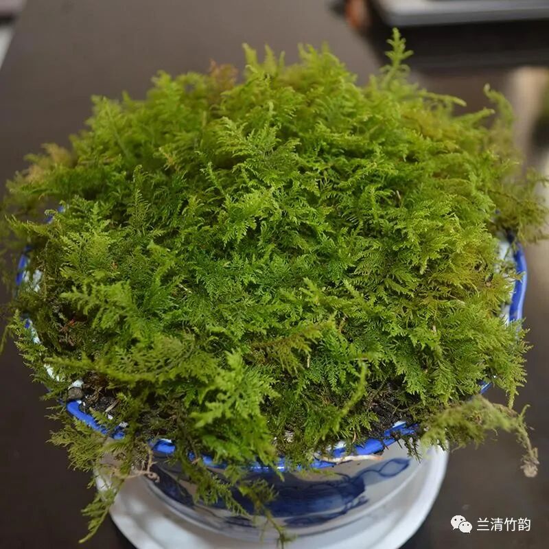 兰花优质植料 水苔 兰清竹韵 微信公众号文章阅读 Wemp