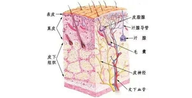 抗衰老 防脸垮 应从头皮保养做起