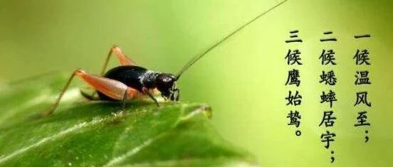 盛夏开启|小暑入伏，话养生！