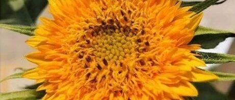 酷暑天谁不渴望清凉？您了解祖国各地的消暑圣品吗？