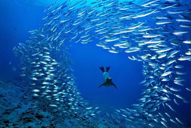 以及非洲博茨瓦纳的奥卡万戈三角洲和加拿大的圣劳伦斯河