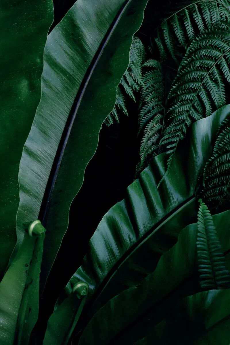 摄影作品欣赏感受夏季的复古绿安静又美好