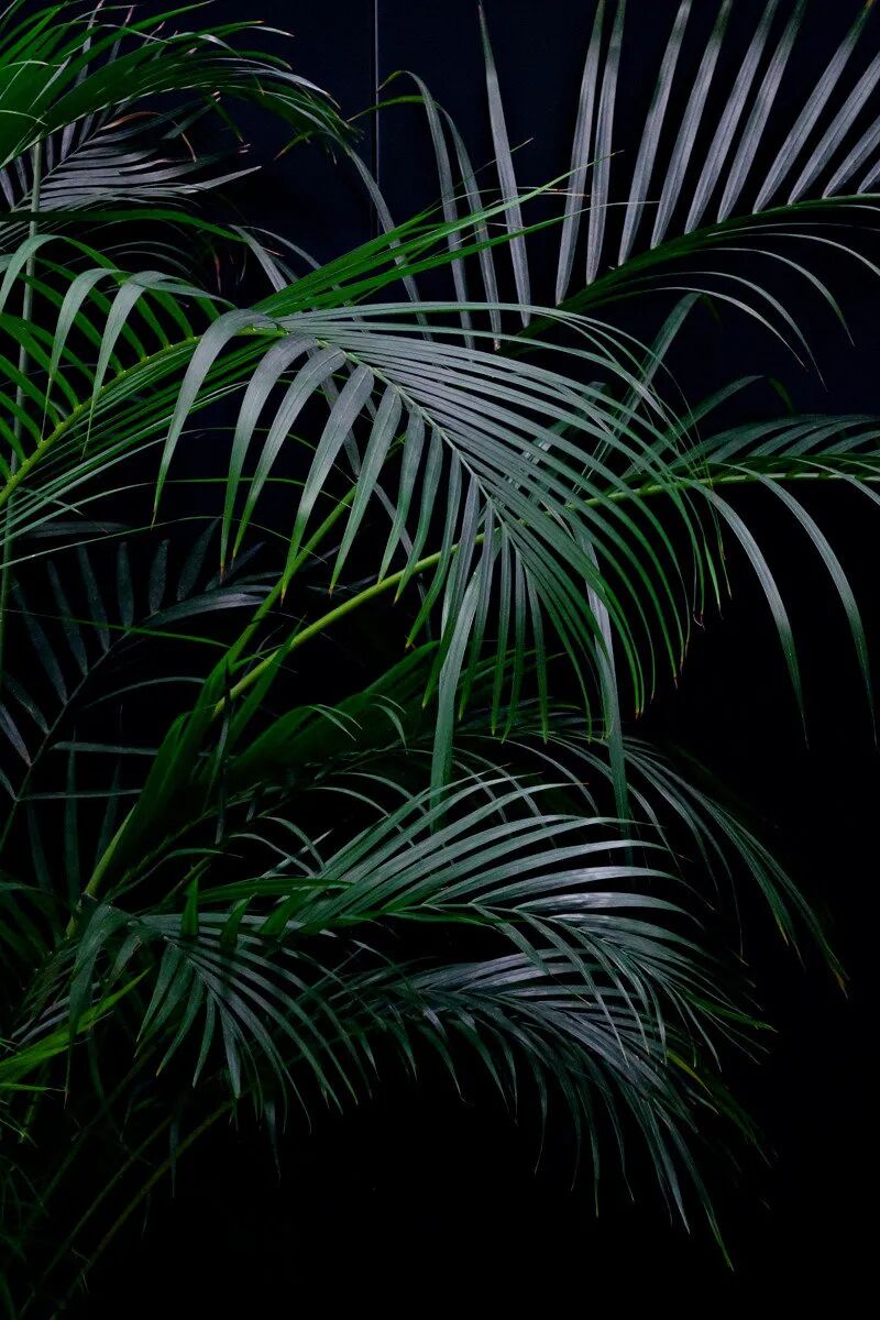 摄影作品欣赏感受夏季的复古绿安静又美好