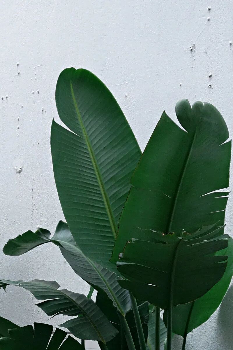 摄影作品欣赏感受夏季的复古绿安静又美好