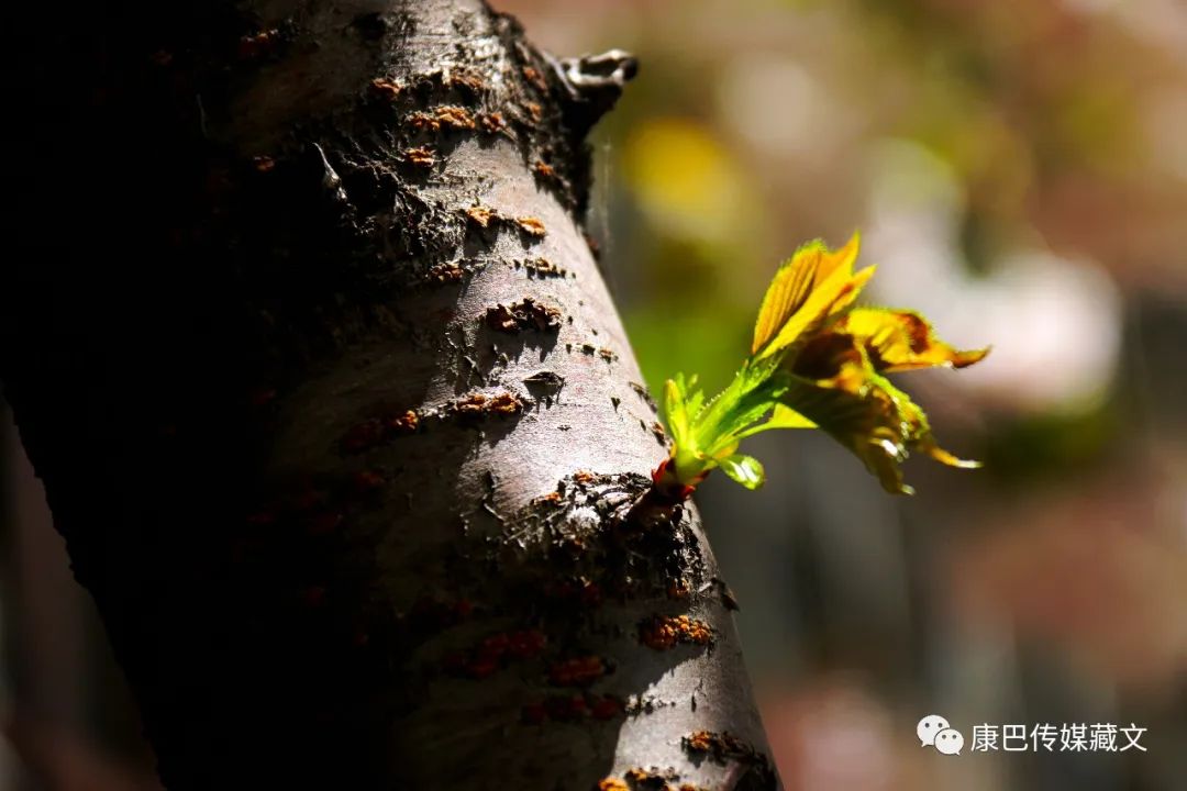 སྒྲུང་གཏམ་གསར་རྩོམ་ཐད་ཀྱི་དྲི་བ་དྲིས་ལན་སྐལ་ལྡན་ཡིད་ཀྱི་མུན་སེལ།༼༦༽