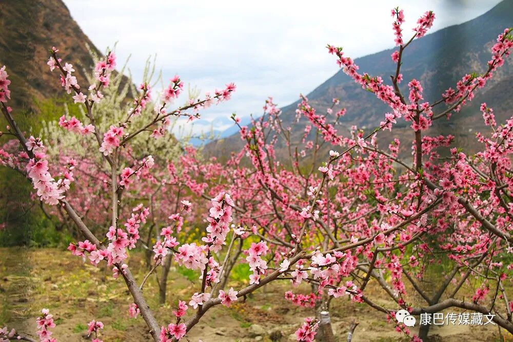 སྒྲུང་གཏམ་གསར་རྩོམ་ཐད་ཀྱི་དྲི་བ་དྲིས་ལན་སྐལ་ལྡན་ཡིད་ཀྱི་མུན་སེལ།༼༨༽