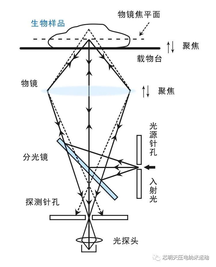 激光共焦扫描显微技术