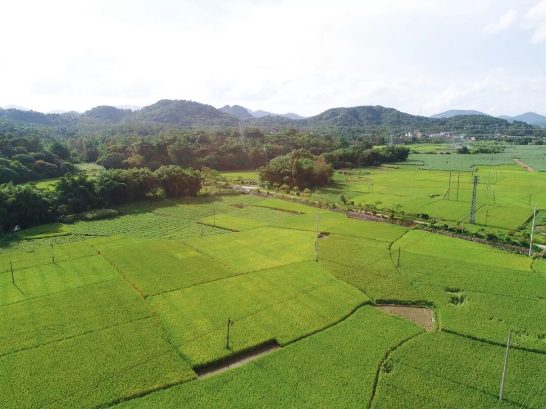 城隍鎮山水田園 (4).JPG