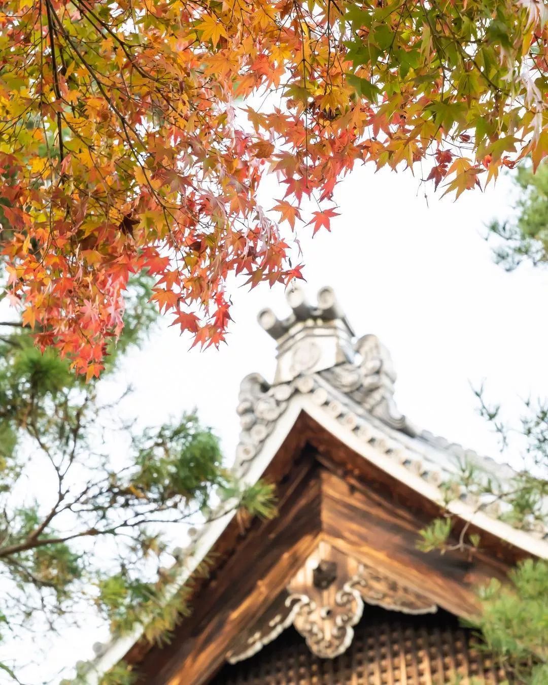 2019日本紅葉最佳賞楓去處推薦 | 最全指南！ 旅遊 第25張