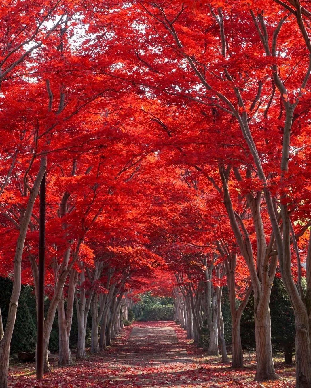 2019日本紅葉最佳賞楓去處推薦 | 最全指南！ 旅遊 第17張