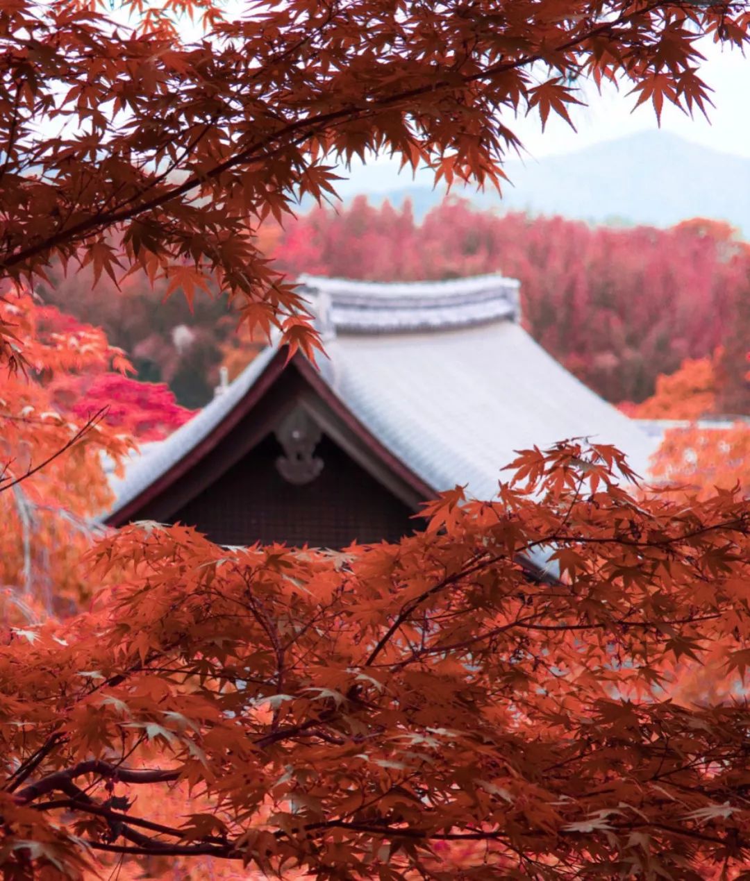 2019日本紅葉最佳賞楓去處推薦 | 最全指南！ 旅遊 第26張