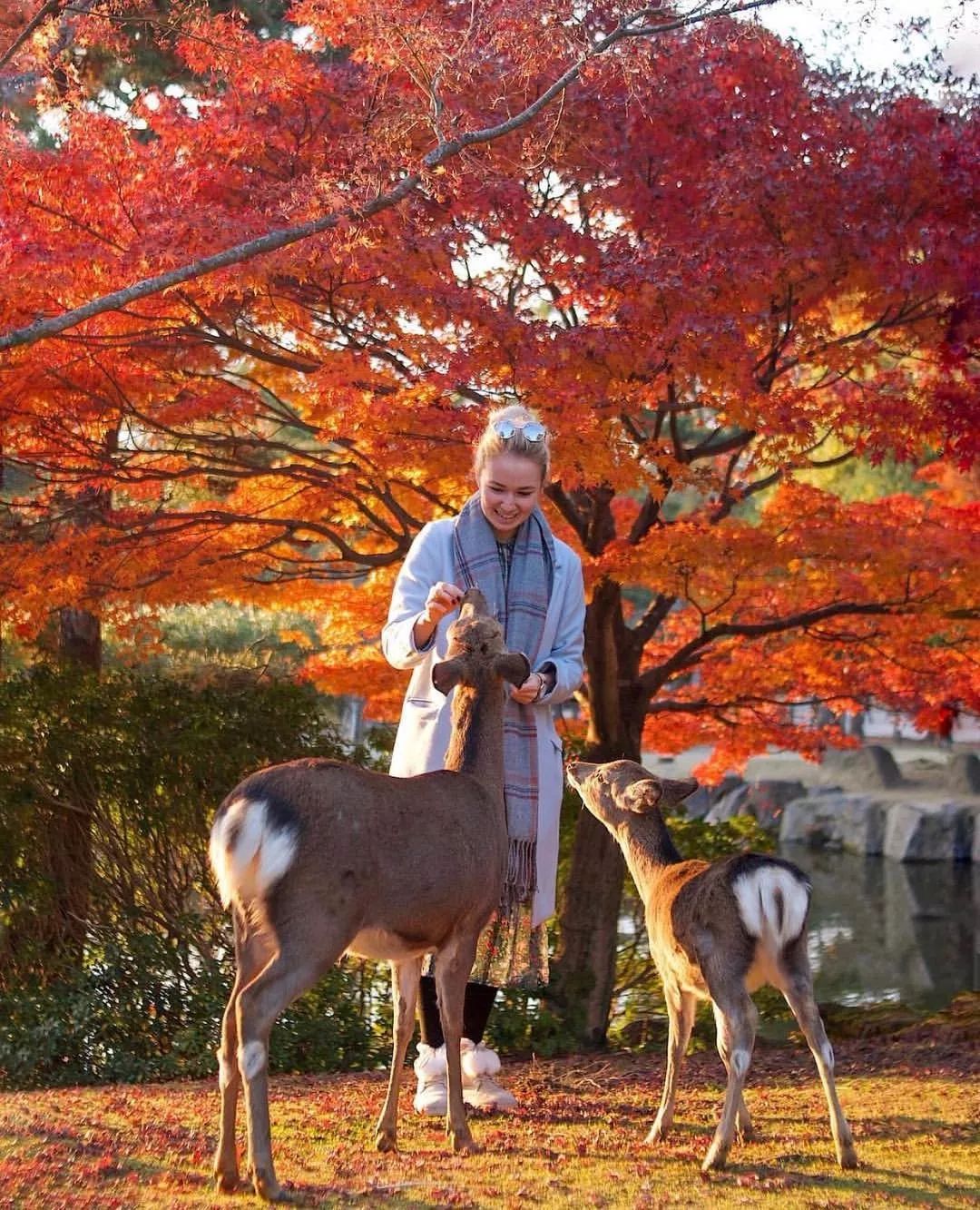 2019日本紅葉最佳賞楓去處推薦 | 最全指南！ 旅遊 第36張