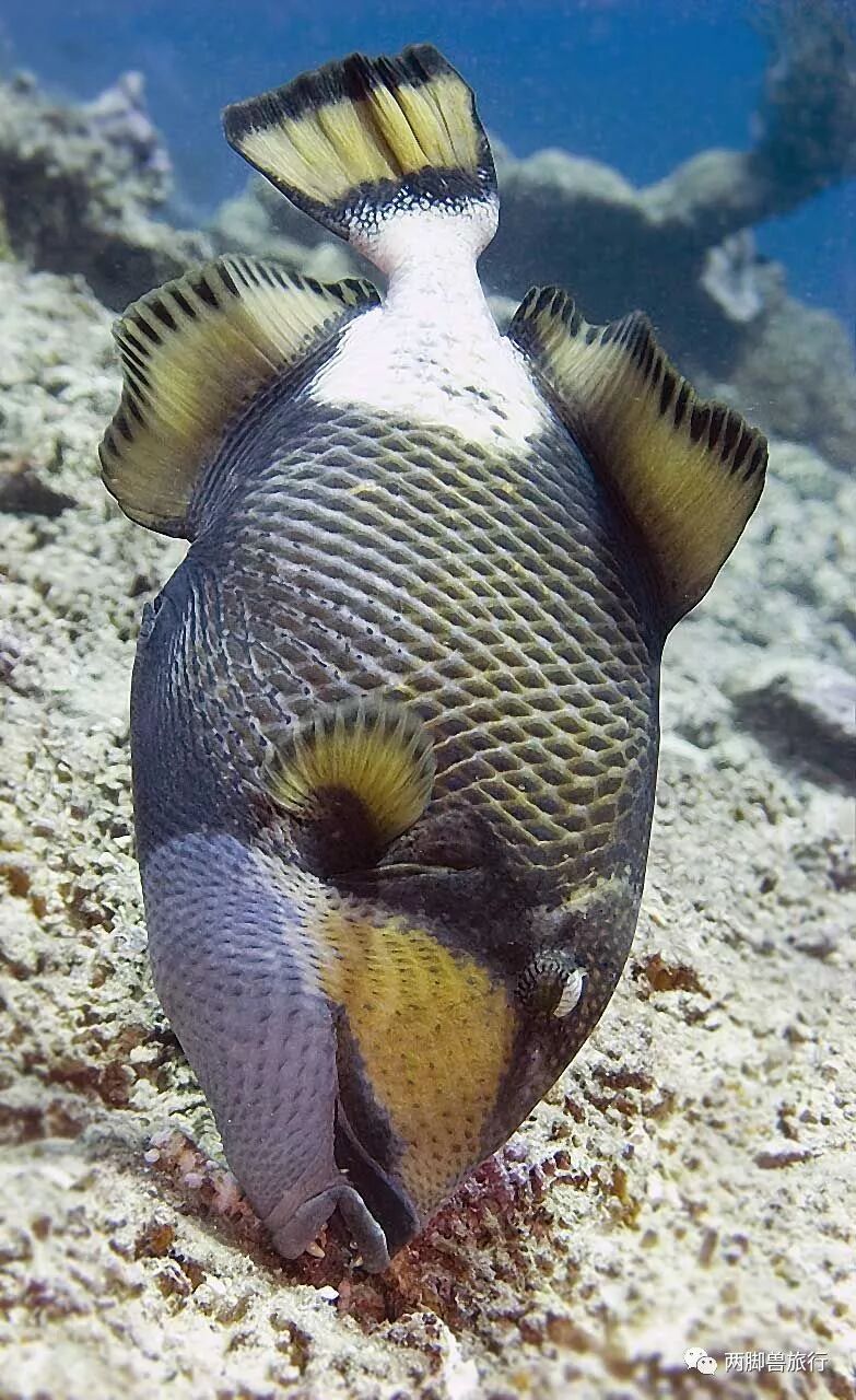 涛岛01 我说我喜欢扳机鱼 好多人说我脑子有泡儿 两脚兽旅行 微信公众号文章阅读 Wemp