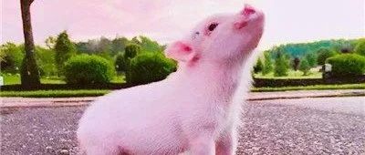 【猪价】2022.07-29-福建各地区每日最新猪价