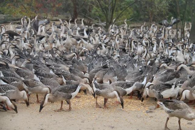 扶贫亮点 | 北山乡:人工养殖鸿雁 返乡创业放飞致富