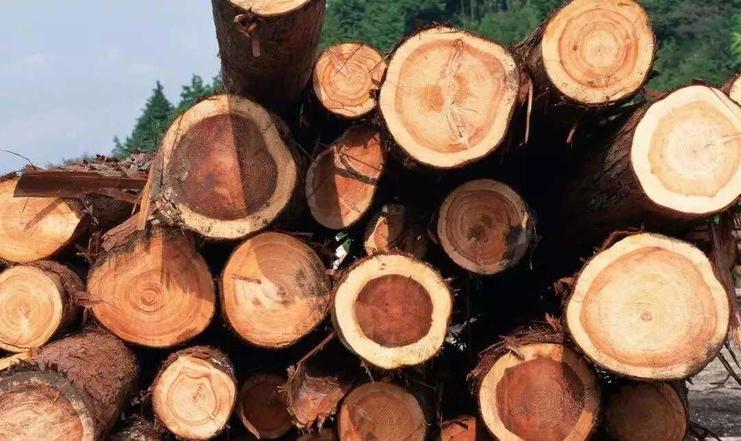 木材有这么多好处！看完你家装修还不用地板？