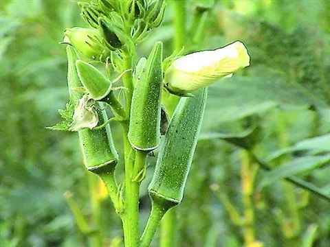 秋季蔬菜王！幾塊錢能買一大把，便秘寶寶的「小福星」！ 親子 第2張