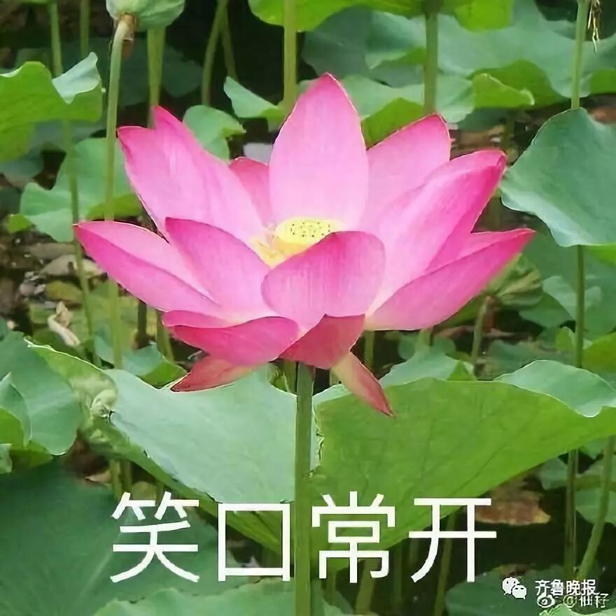 看最近有一组表情包成功引起了大家的注意,很多网友觉得,"头都笑掉了!