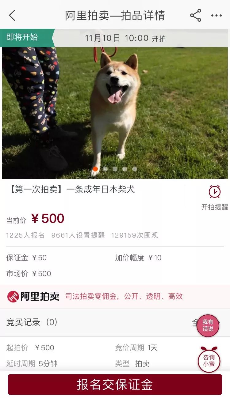 寵物犬被司法拍賣？網友：狗子為這個家付出太多 萌寵 第2張