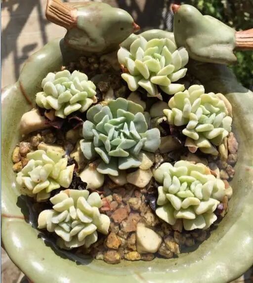 他把多肉放进了水里 不想肉肉不但没烂根 还出了状态 越活越滋润 全网搜