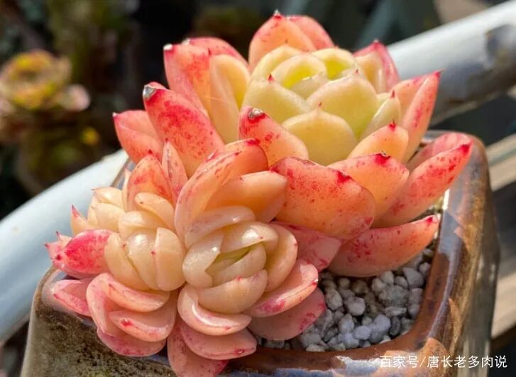 宁花10多块买没状态的多肉 也不买精养多肉 其实这样的肉友才聪明 全网搜