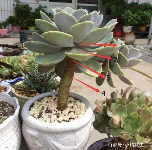 4种方法 让多肉植物单头变群生 第1和第3一举两得 第4最佛系 全网搜
