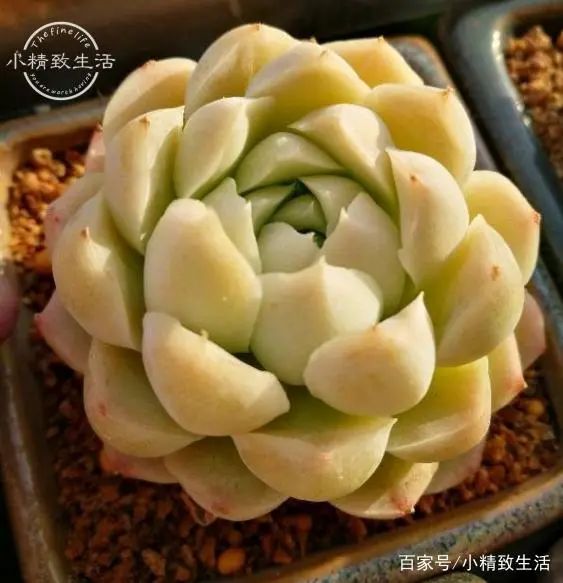 这6种人 不适合养多肉植物 不然白花了银子不说 还断送肉肉性命 全网搜